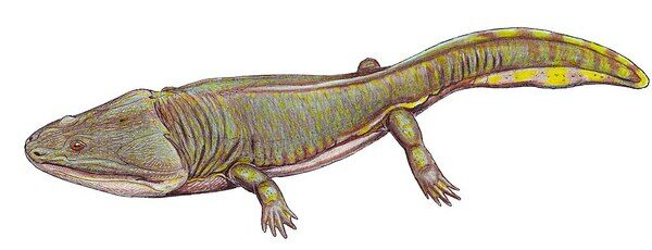 An artists reconstruction of what a Metoposaur may have looked like.